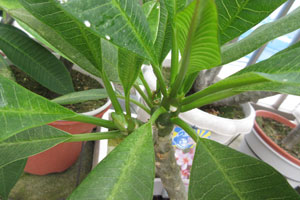 プルメリア大好き4