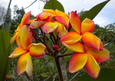 プルメリア大好き4