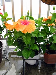 ハイビスカス大好き